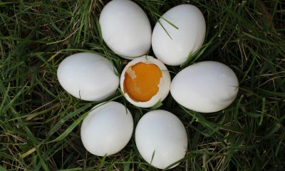 Egg shell Parenting: The Dangers of Overprotective Parenting