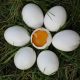 Egg shell Parenting: The Dangers of Overprotective Parenting