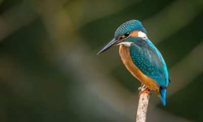 Pittock Bird Sanctuary: A haven for nature and bird lovers