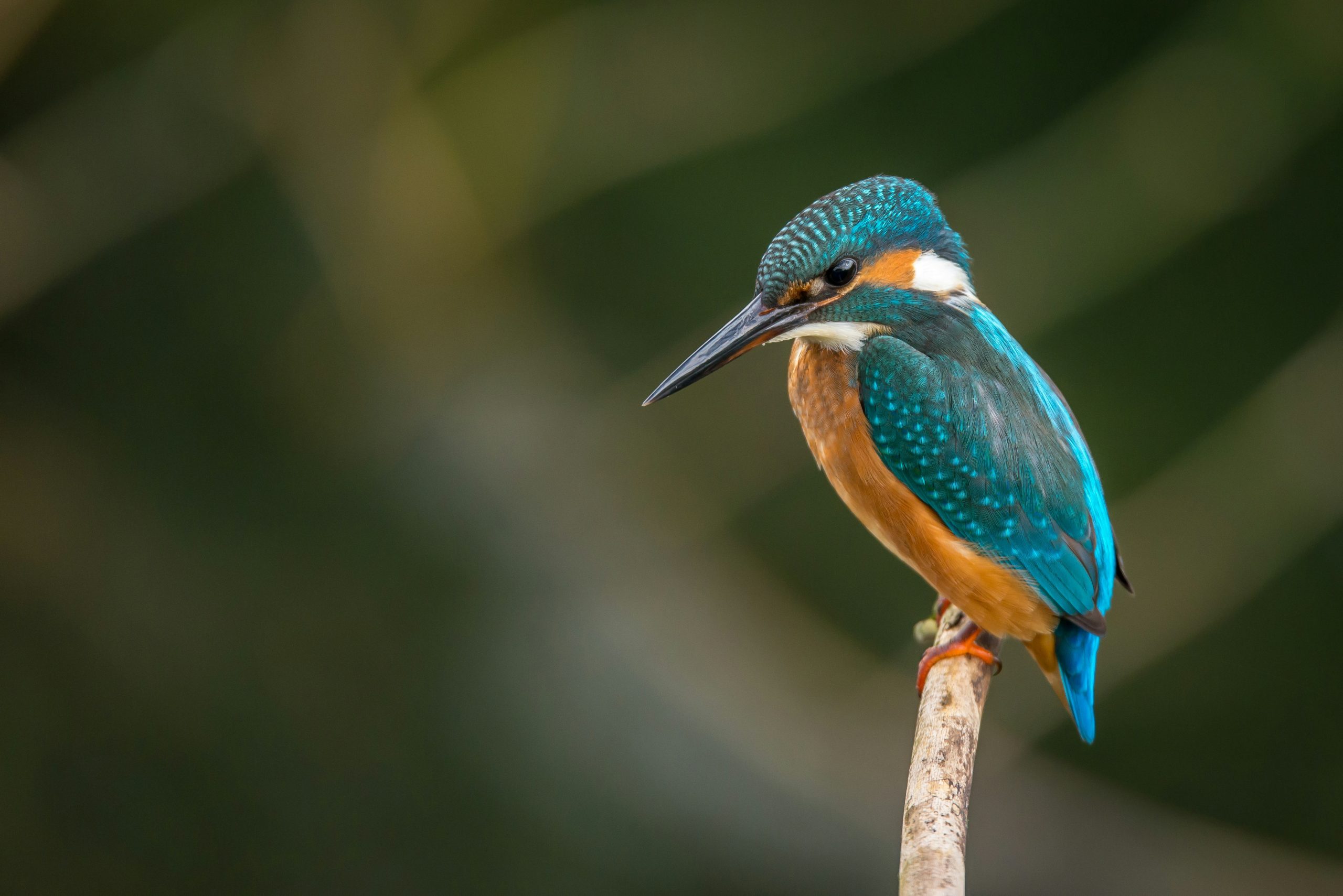 Pittock Bird Sanctuary: A haven for nature and bird lovers